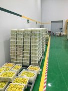 山東3000噸水果保鮮庫安裝造價預算多少？